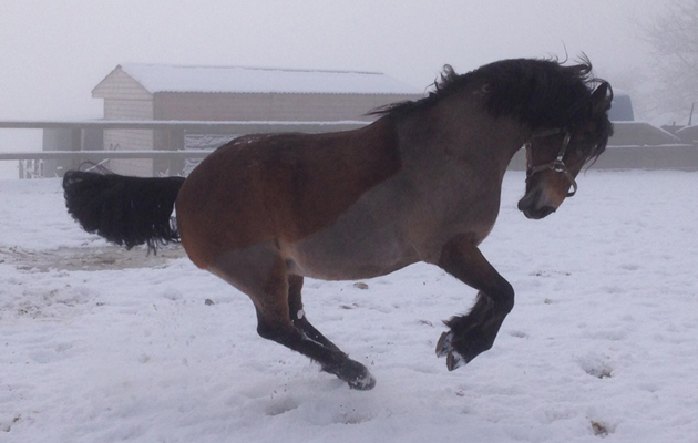 horses in the snow
