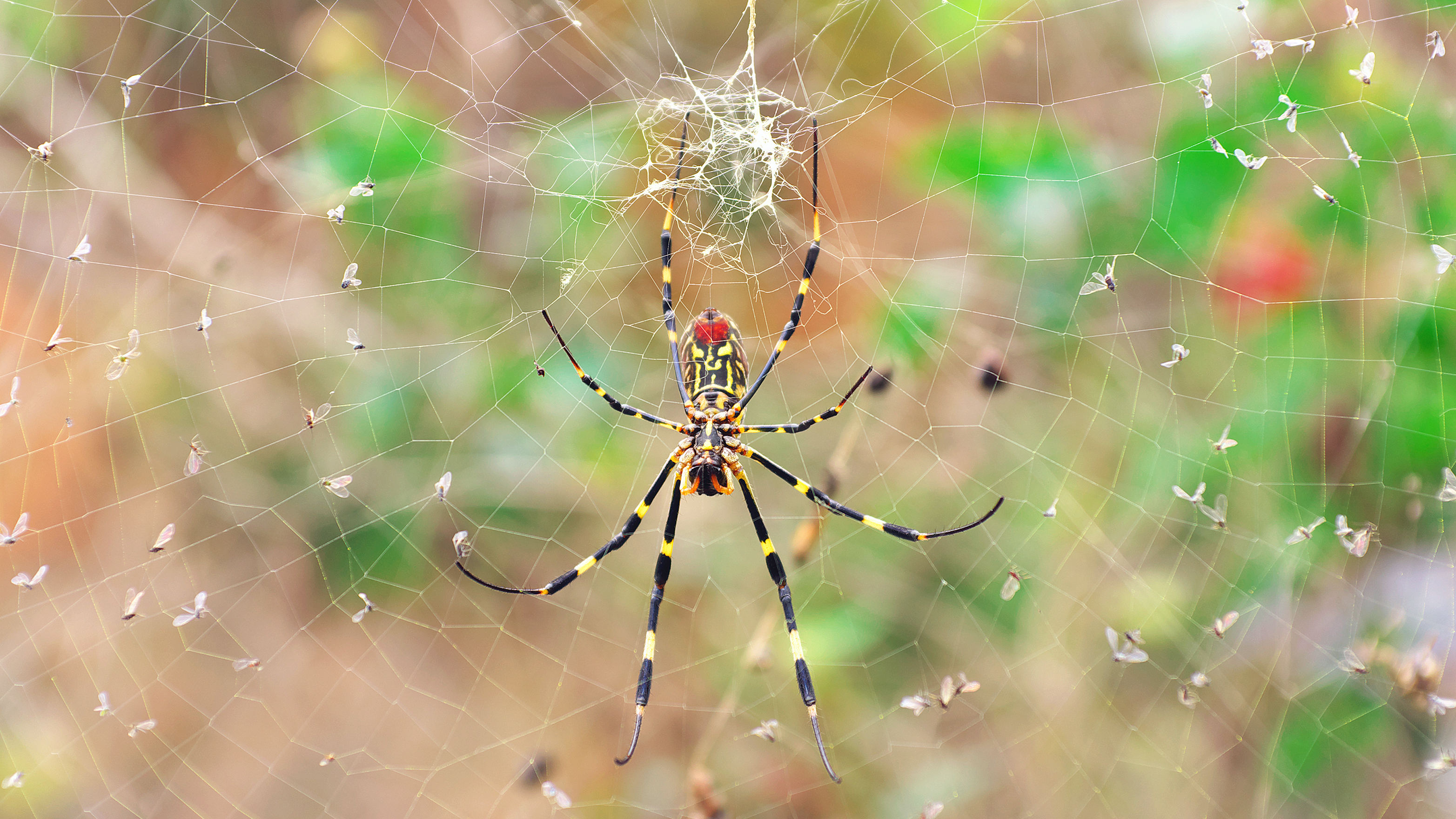 A Joro spider in its web, surrounded by trapped flies