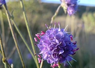 Devils Bit Scabious