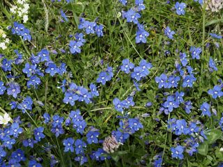 Close up of blue star creeper flowers