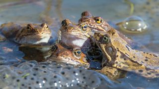 a group of frogs in a pond with frogspawn