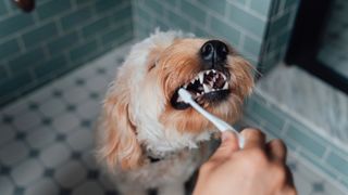 Close-up Shot Of Hand Brushing Teeth Of Dog In The Bathroom - stock photo