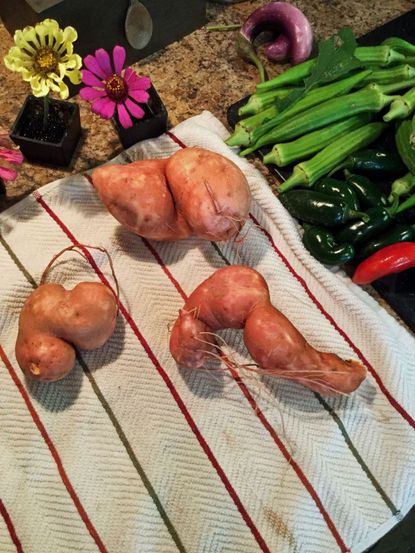 Knobby Deformed Potatoes Next To Vegetables