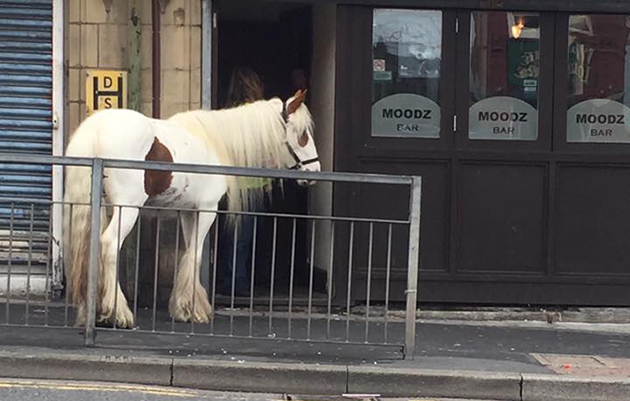 horse in bar