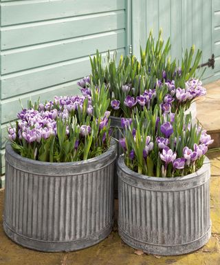 Trio of reeded containers planted with a bulb lasagna