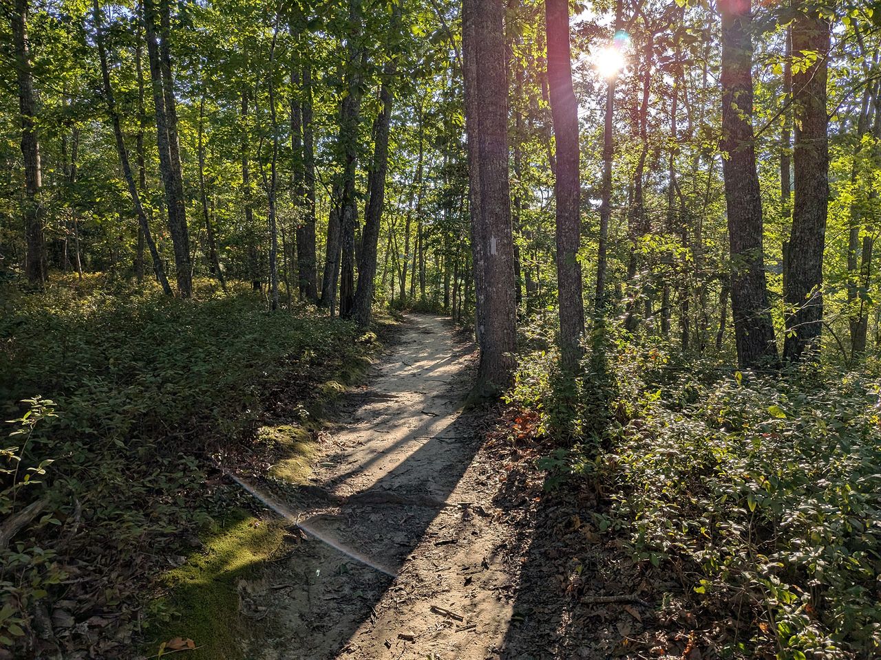 Google Pixel 9 Pro Fold camera samples