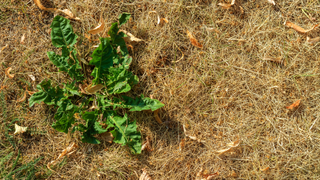 Fresh green weed sprouted in dry yellow grass