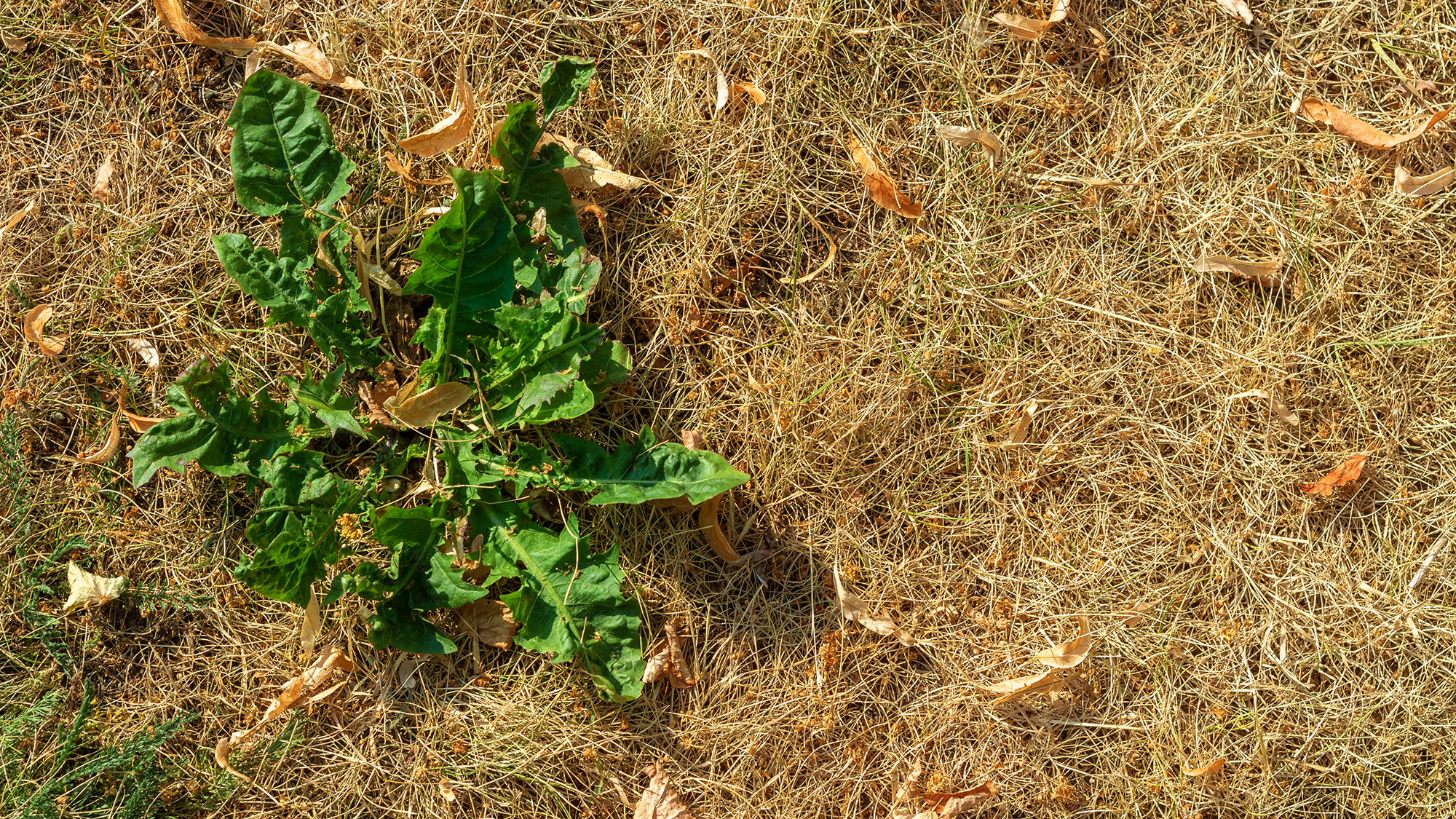 Fresh green weed sprouted in dry yellow grass