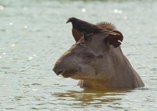 A lowland tapir, with a bird perched atop its head.