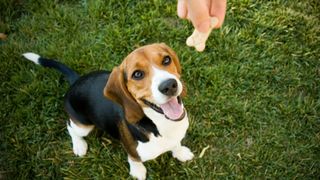 Owner giving Beagle a dog treat on the grass