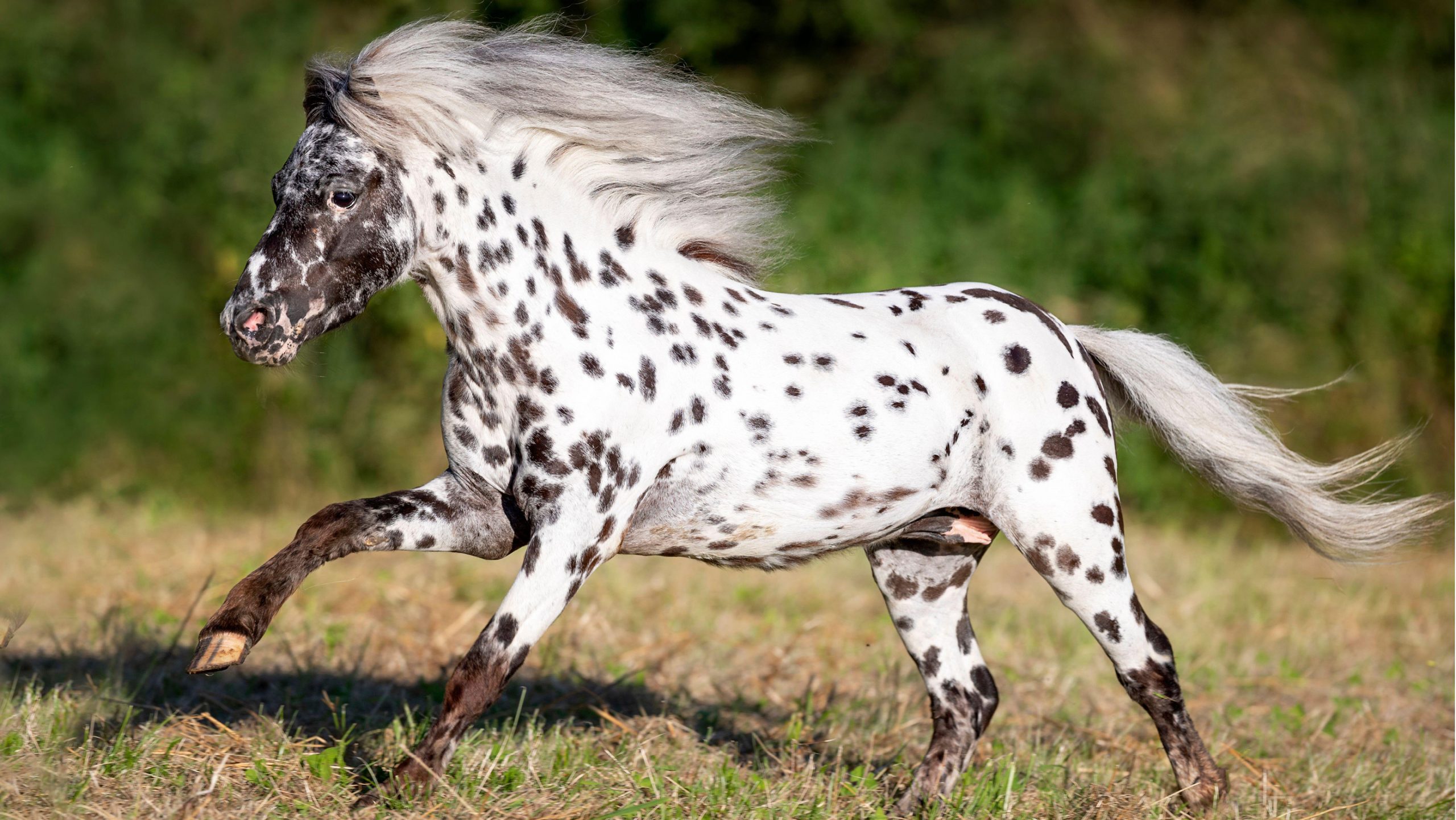 Smallest horses in the world: Falabella Pony