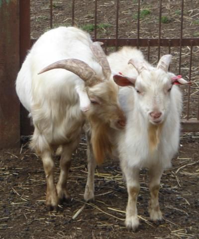 Image of goats