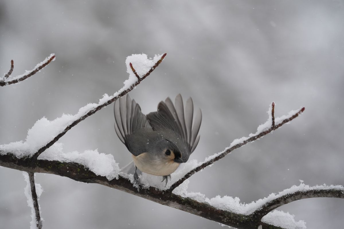 A bird photo taken with the Sony A7 V and FE 200-600mm f/25.6-6.3 G OSS