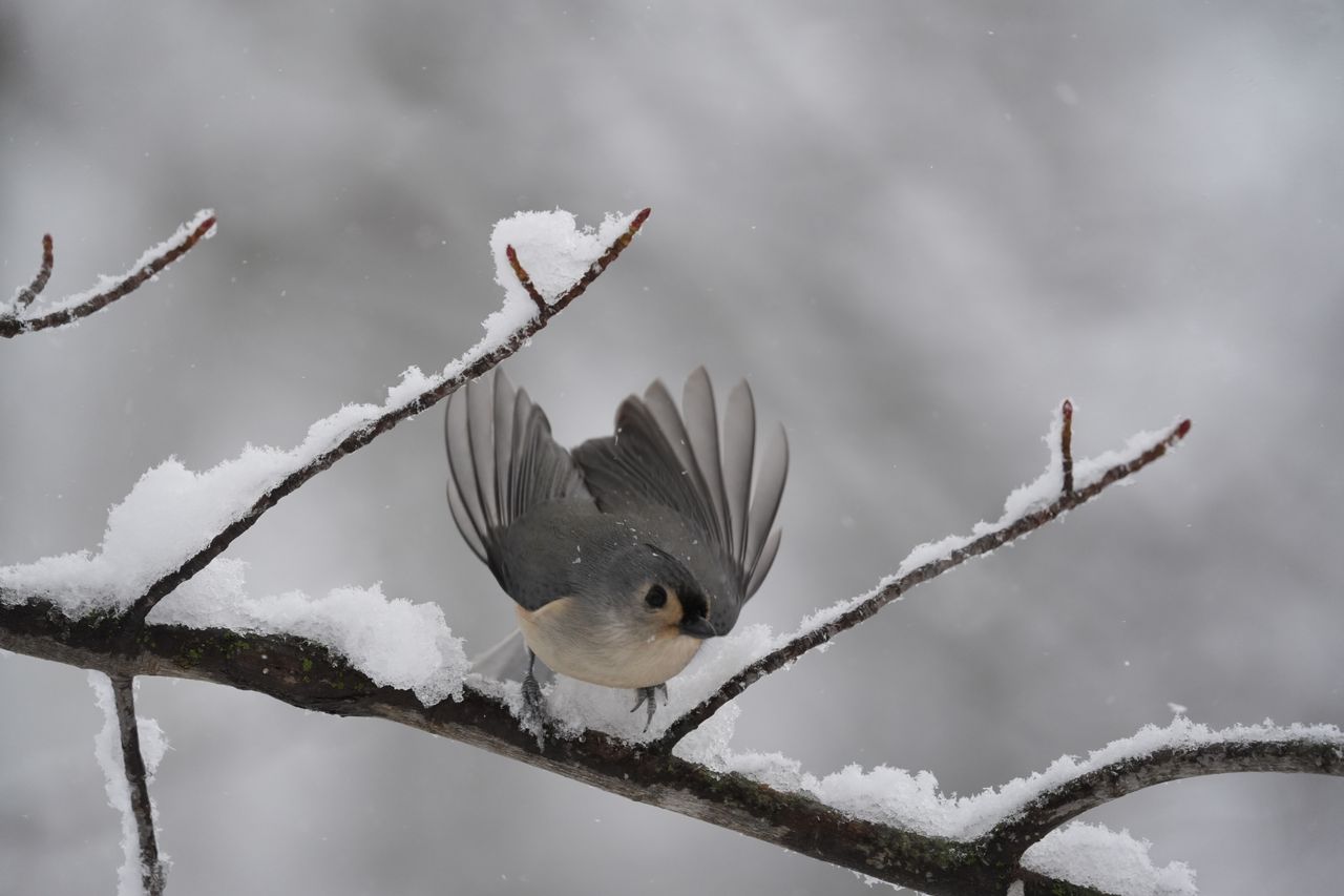 A bird photo taken with the Sony A7 V and FE 200-600mm f/25.6-6.3 G OSS