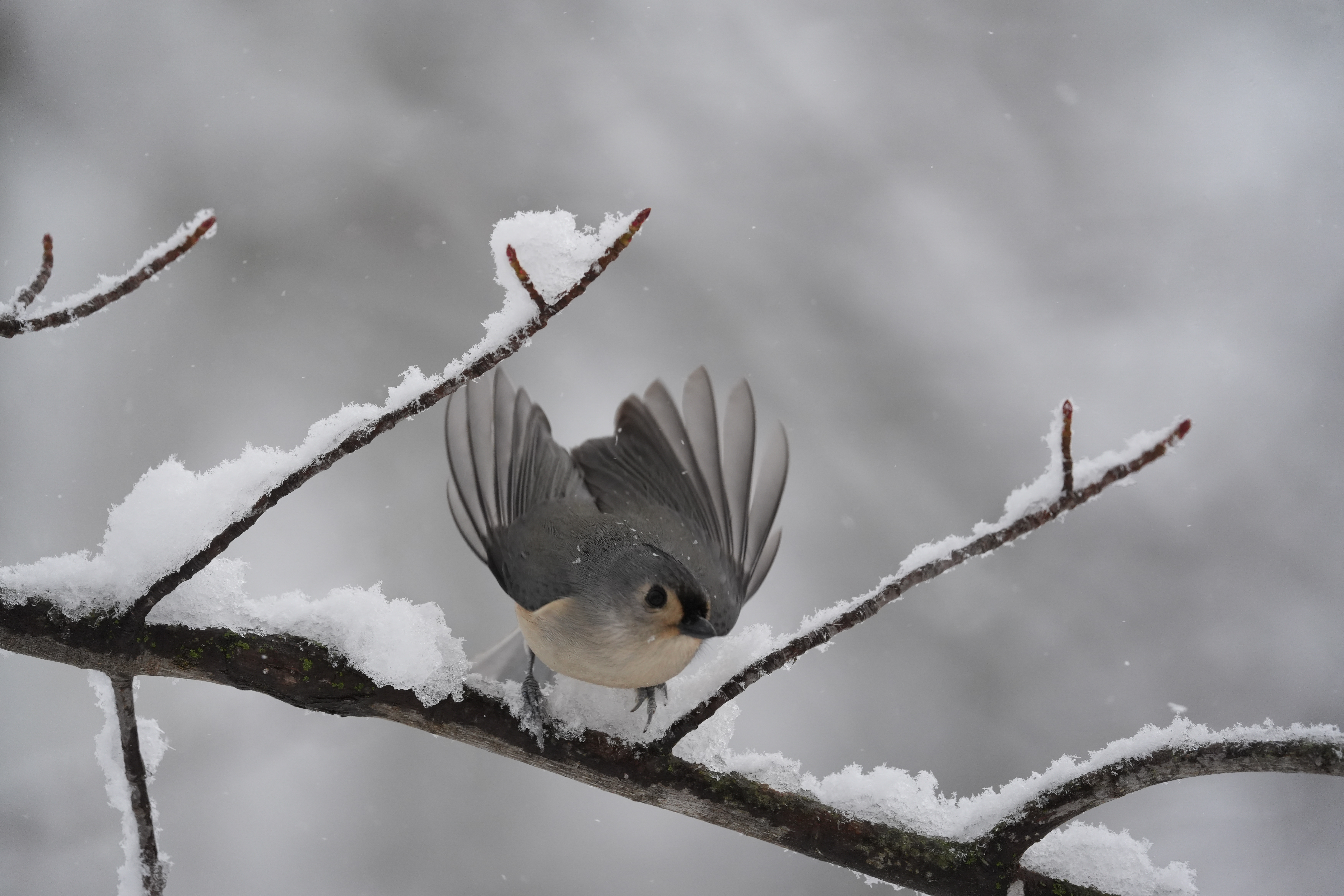 A bird photo taken with the Sony A7 V and FE 200-600mm f/25.6-6.3 G OSS