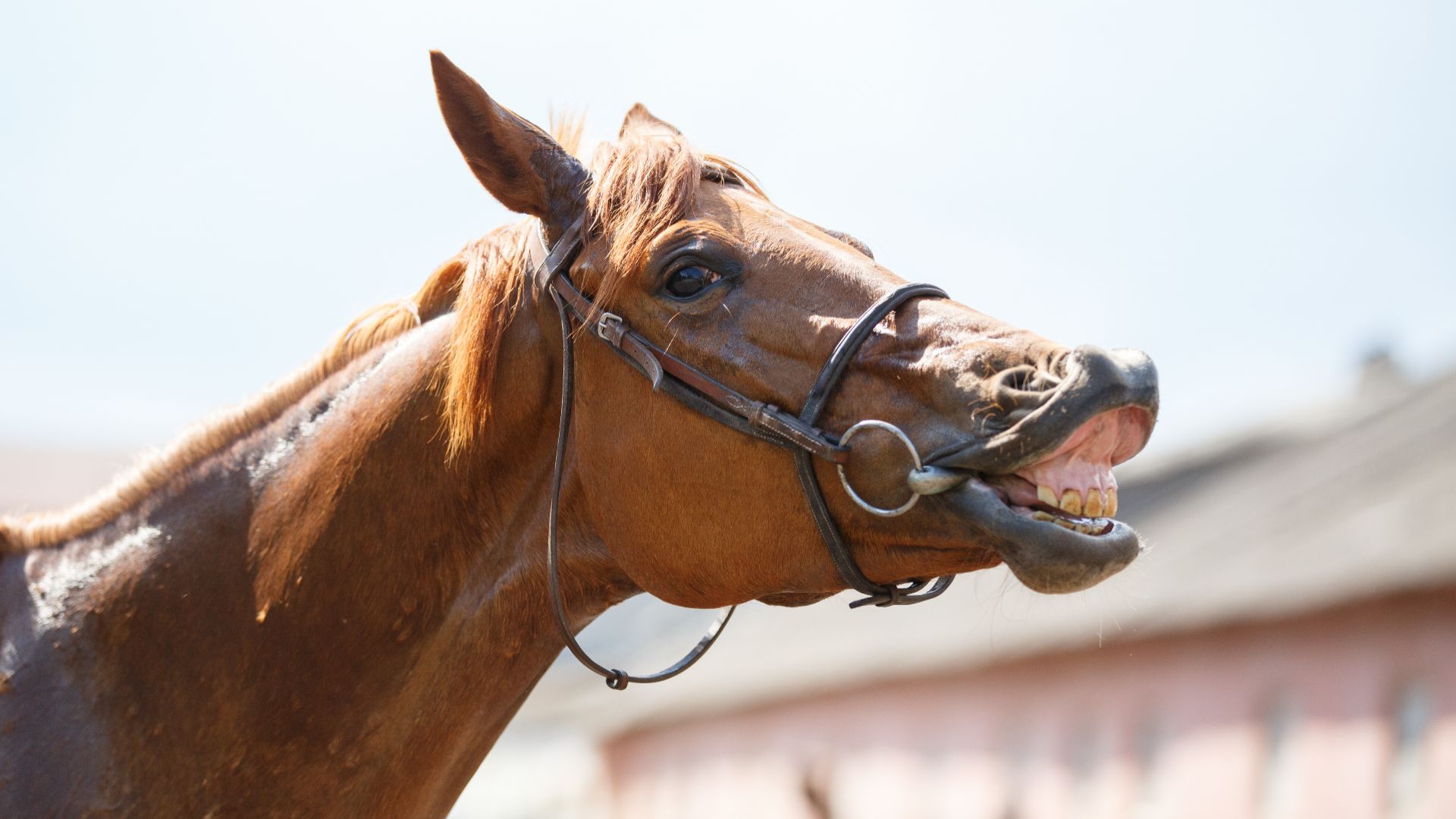 horse curling upper lip