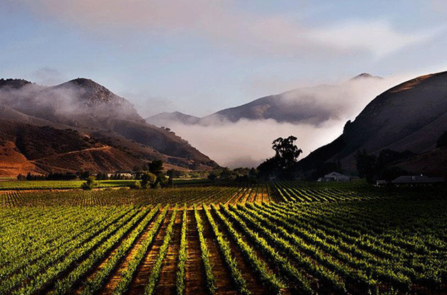 Bien Nacido Vineyard