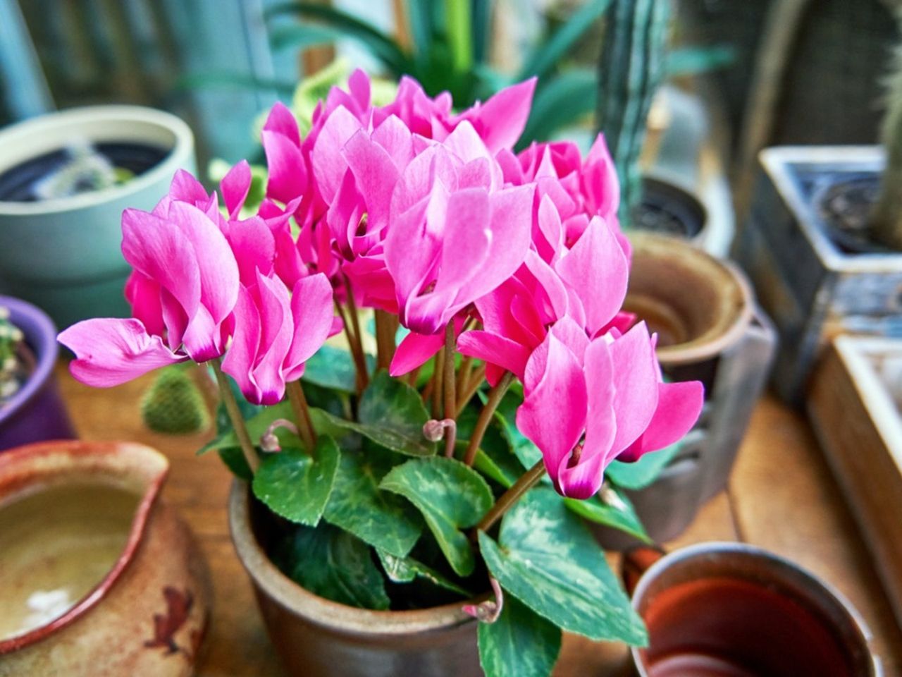 Potted Pink Flowering Cyclamen Plant