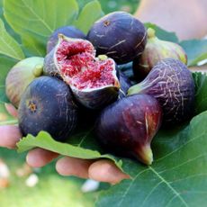 figs harvested being held in somebody's hand