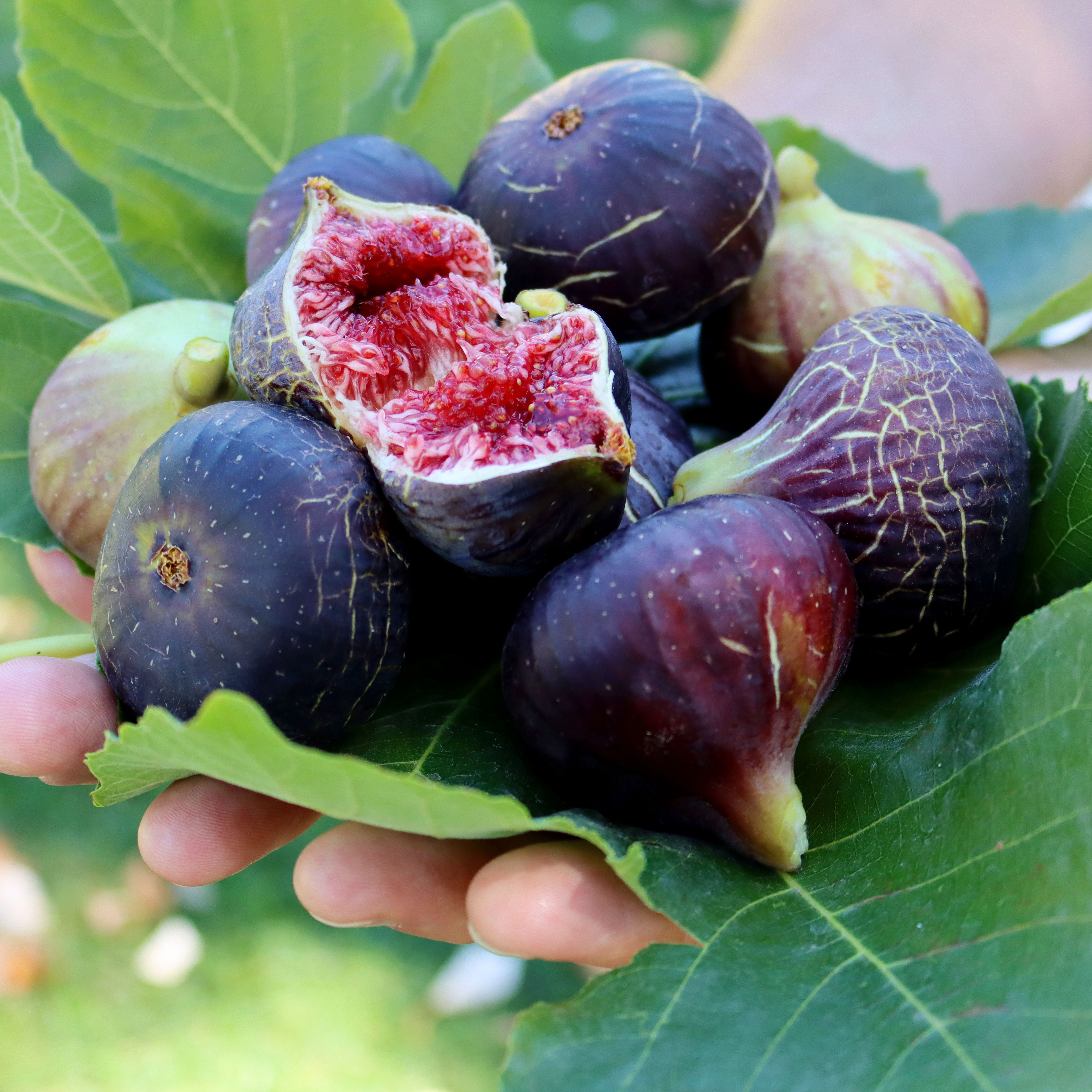 figs harvested being held in somebody&#039;s hand