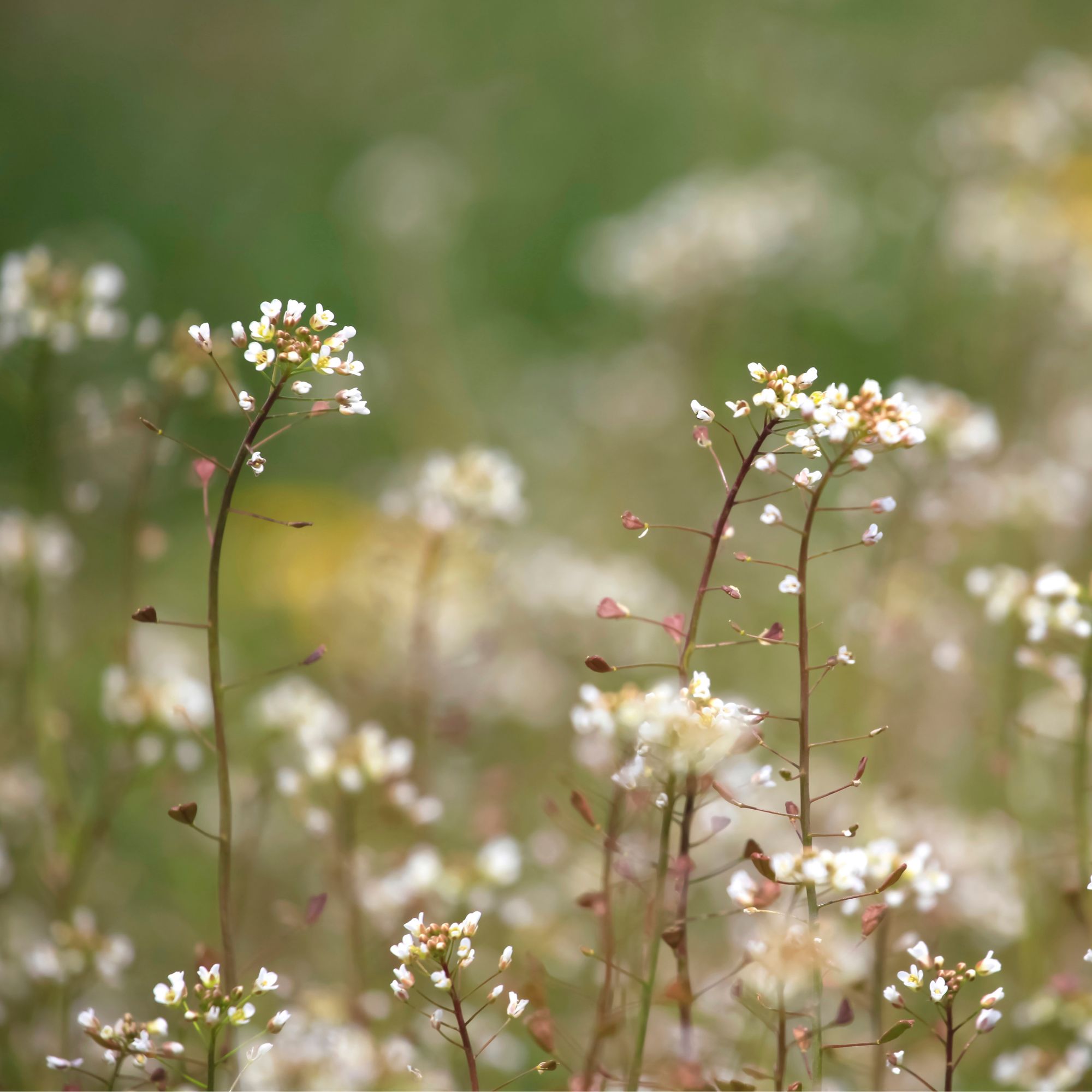 Shepherd's purse blooming in a meadow