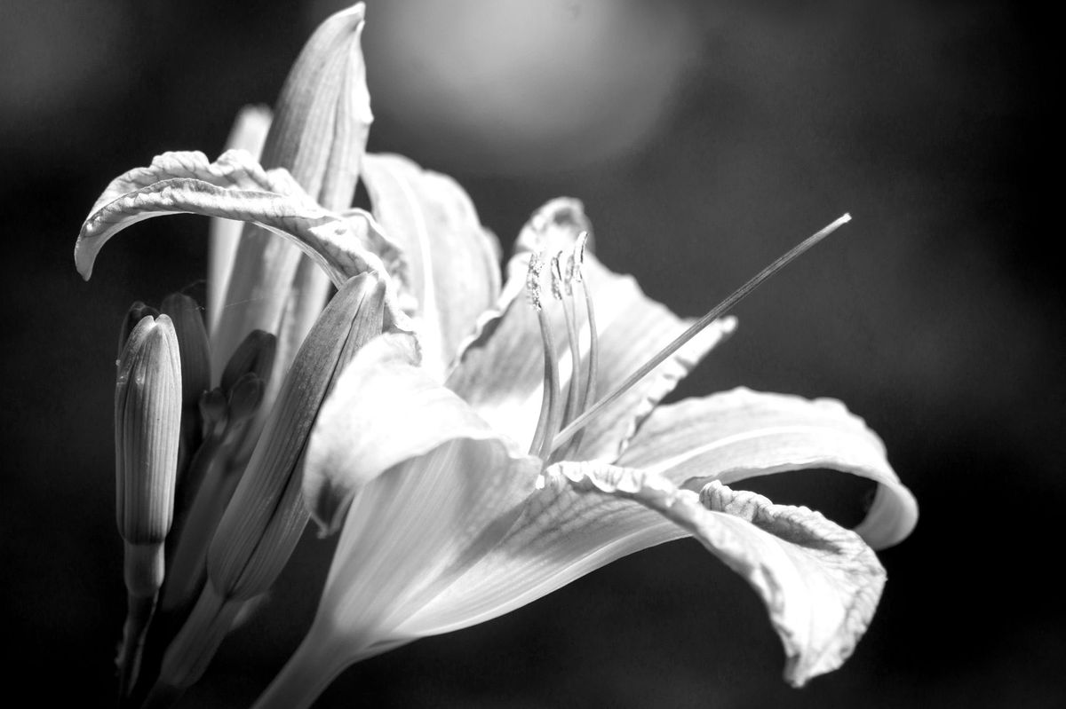 GuruShots - Monochrome Moments Jan 26