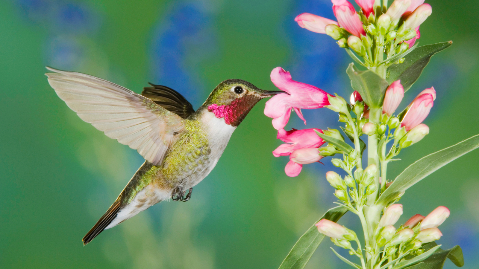 Hummingbird drinking from pink penstemon