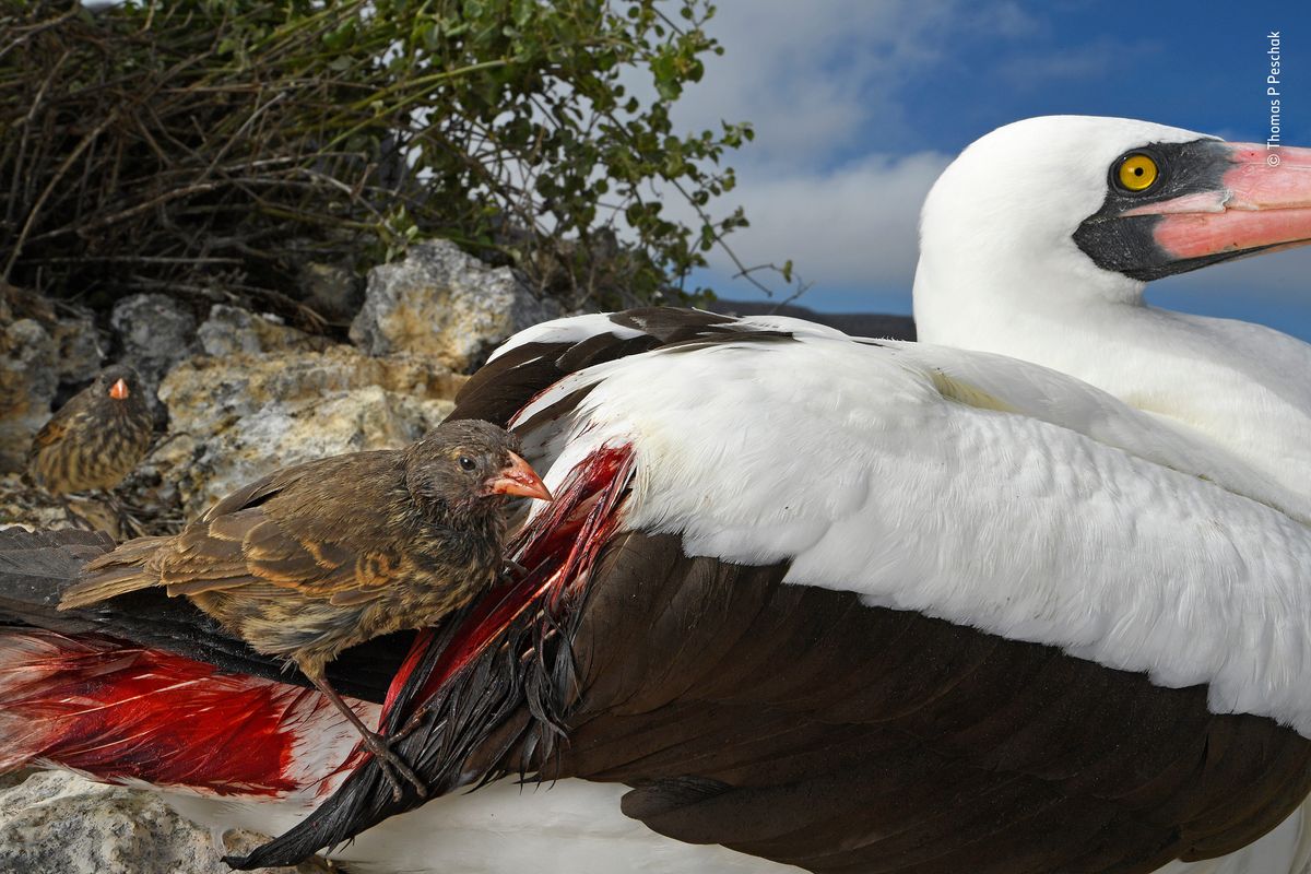 Blood thirsty by Thomas P Peschak, Germany/South Africa Winner 2018, Behaviour: Birds