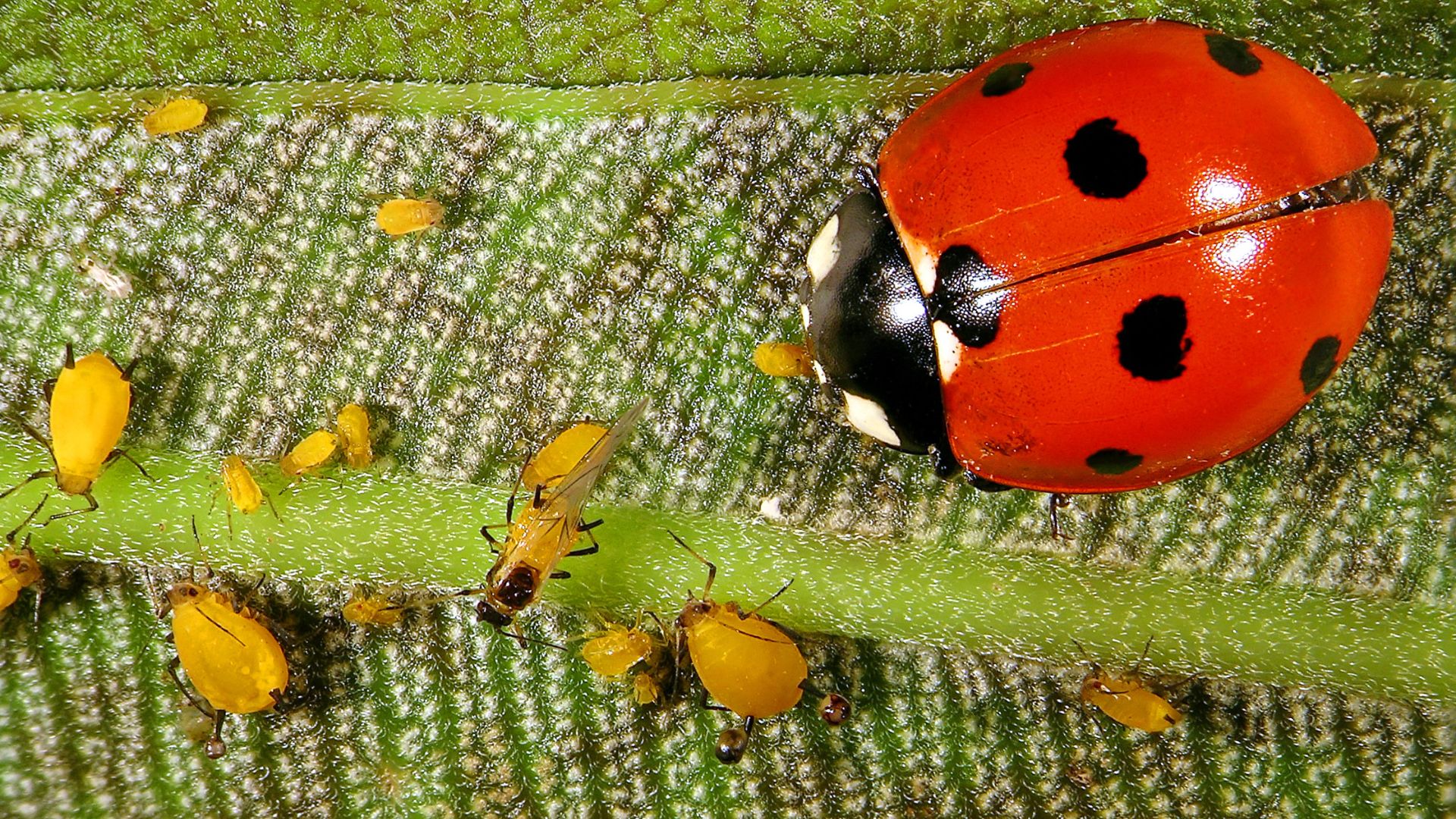 A closeup of a ladbyug eating an aphid