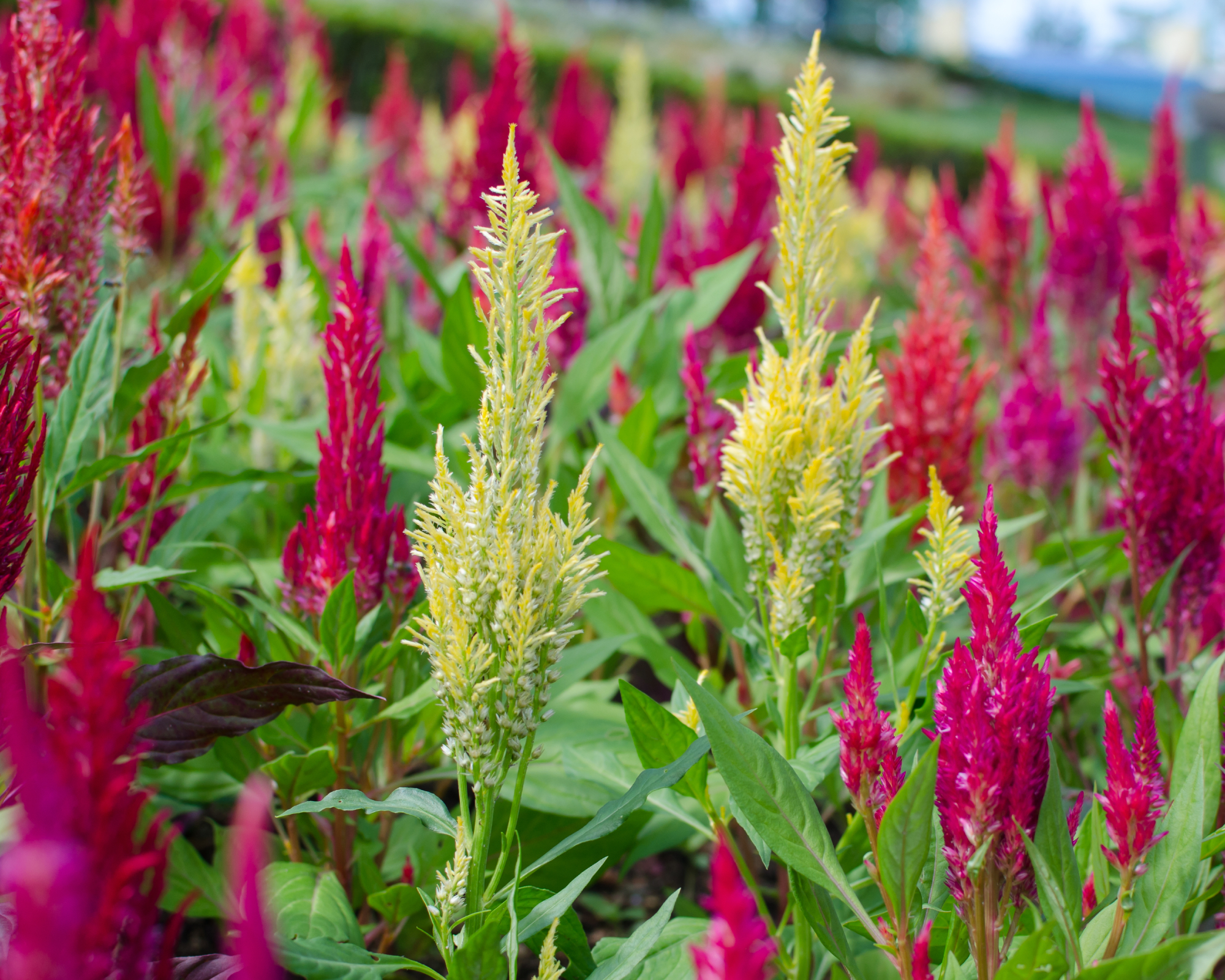 celosia growing for cut flower production