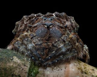 Irish photographer Aran Gibbs won the hotly contested Invertebrate Portrait category by displaying true macro mastery with his 50 image focus-stack of a bark spider taken on a night-trek in the Malaysian jungle.