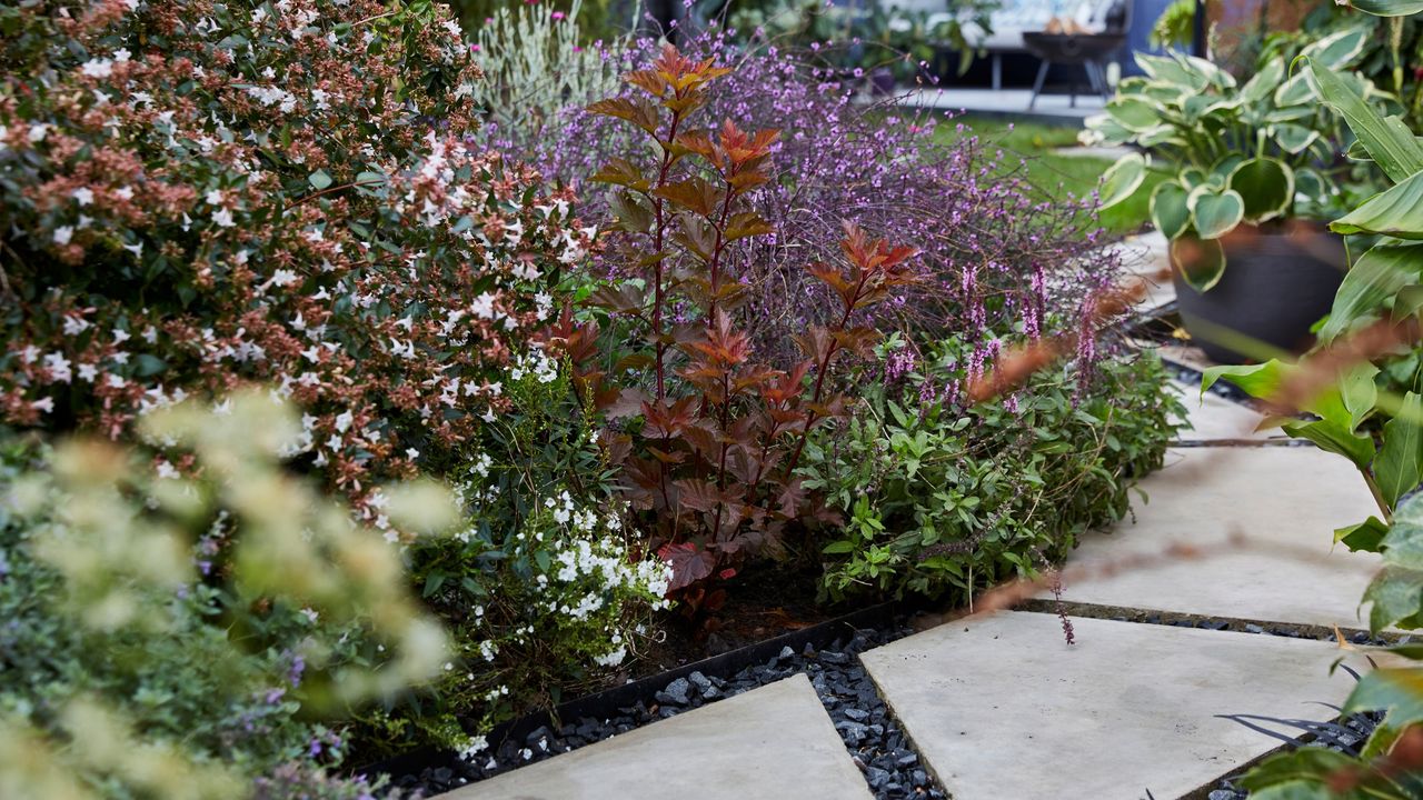 Shrubs planted next to a stepping stone pathway in a garden