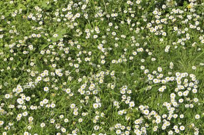 Lawn Full Of Chamomile Plants