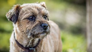 Border Terrier, one of several wiry dog hair breeds