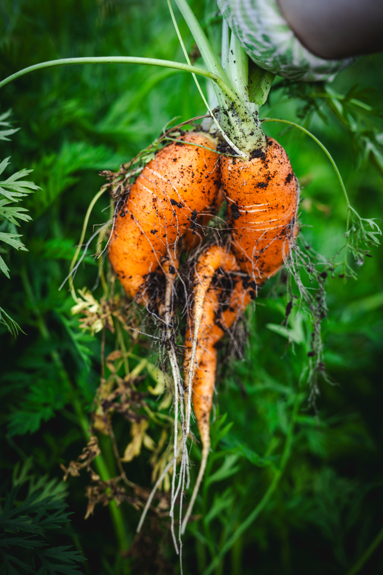 A pair of freshly harvested, vibrant orange carrots with mossy soil on their roots, surrounded by green foliage in a garden setting