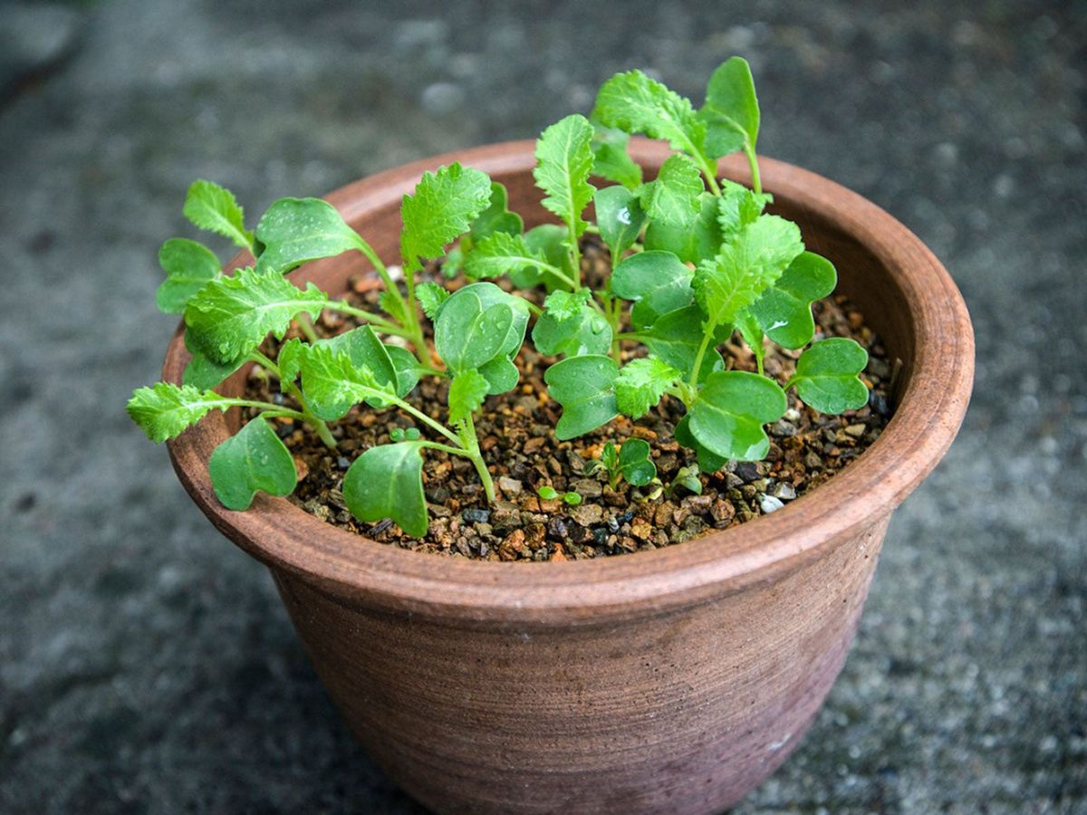 秋のコンテナガーデニング：秋に鉢植えの野菜を育てる