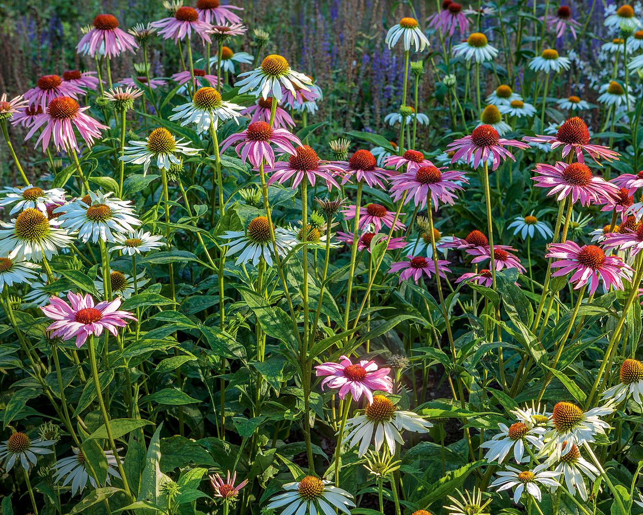 Cone flowers