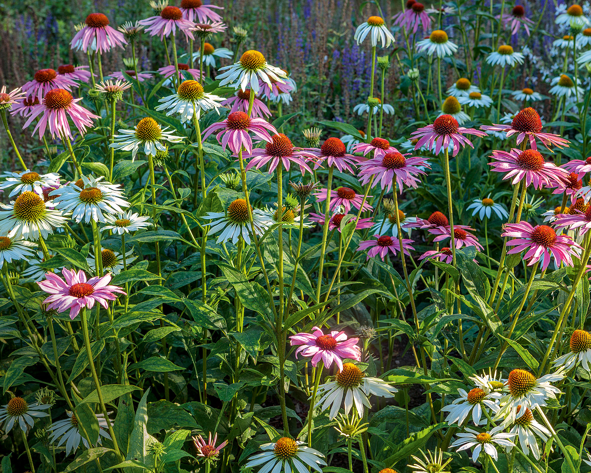 When To Plant Wildflower Seeds For A Colorful Natural Display Homes 