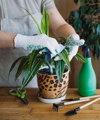 hands spray and washes the leaves of Dracaena fragrans house plants at home