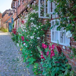 Hollyhocks growing against a brick wall