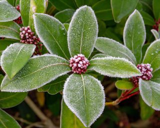 Closeup of skimmia japonica with light frost in winter