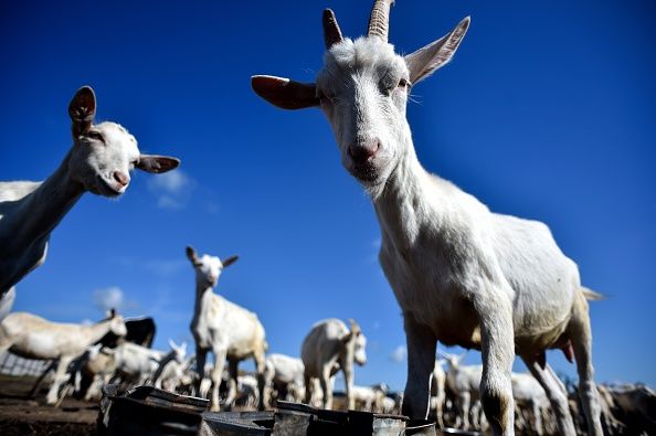 A herd of goats on a farm in Ukraine.