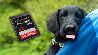 SanDisk memory card with a puppy in the background