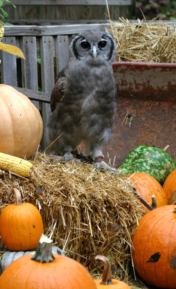boo-zoo-album-16-eagle-owl-101028