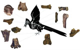 The various skeletal pieces that researchers uncovered of the ancient bird that lived just after the age of the dinosaurs.