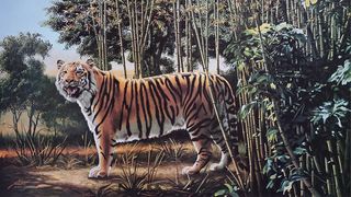 Hidden tiger optical illusions