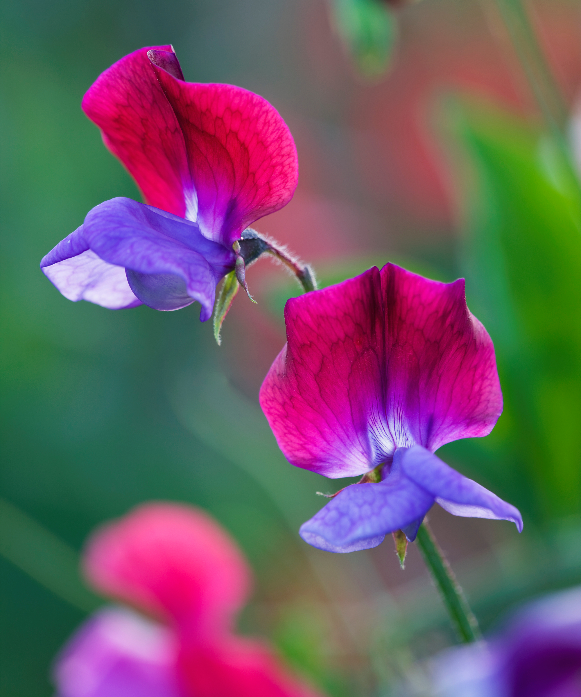 Pink and purple sweet pea flowers