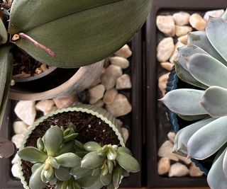 Pebble tray for plants