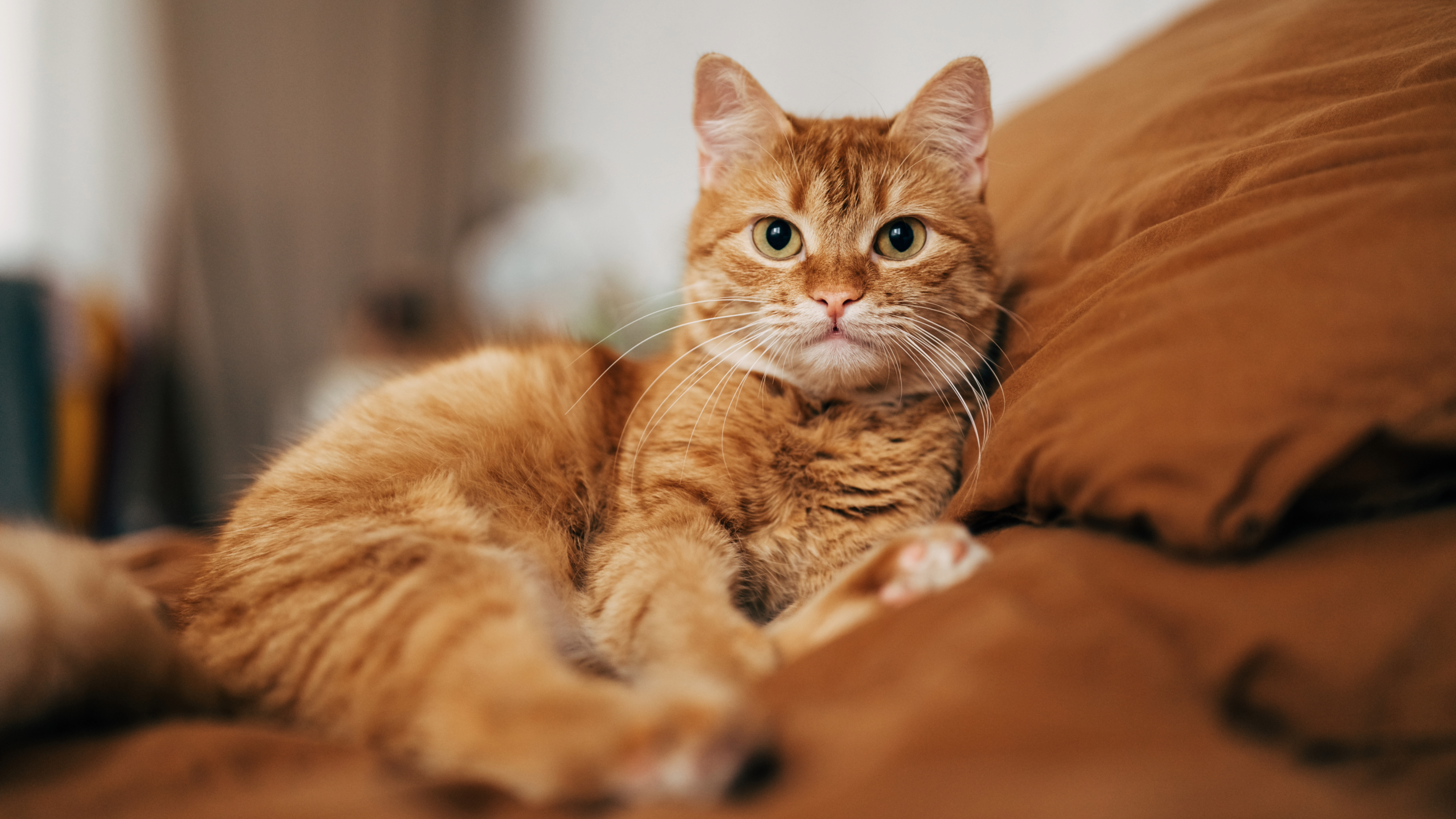 Cat lying on bed