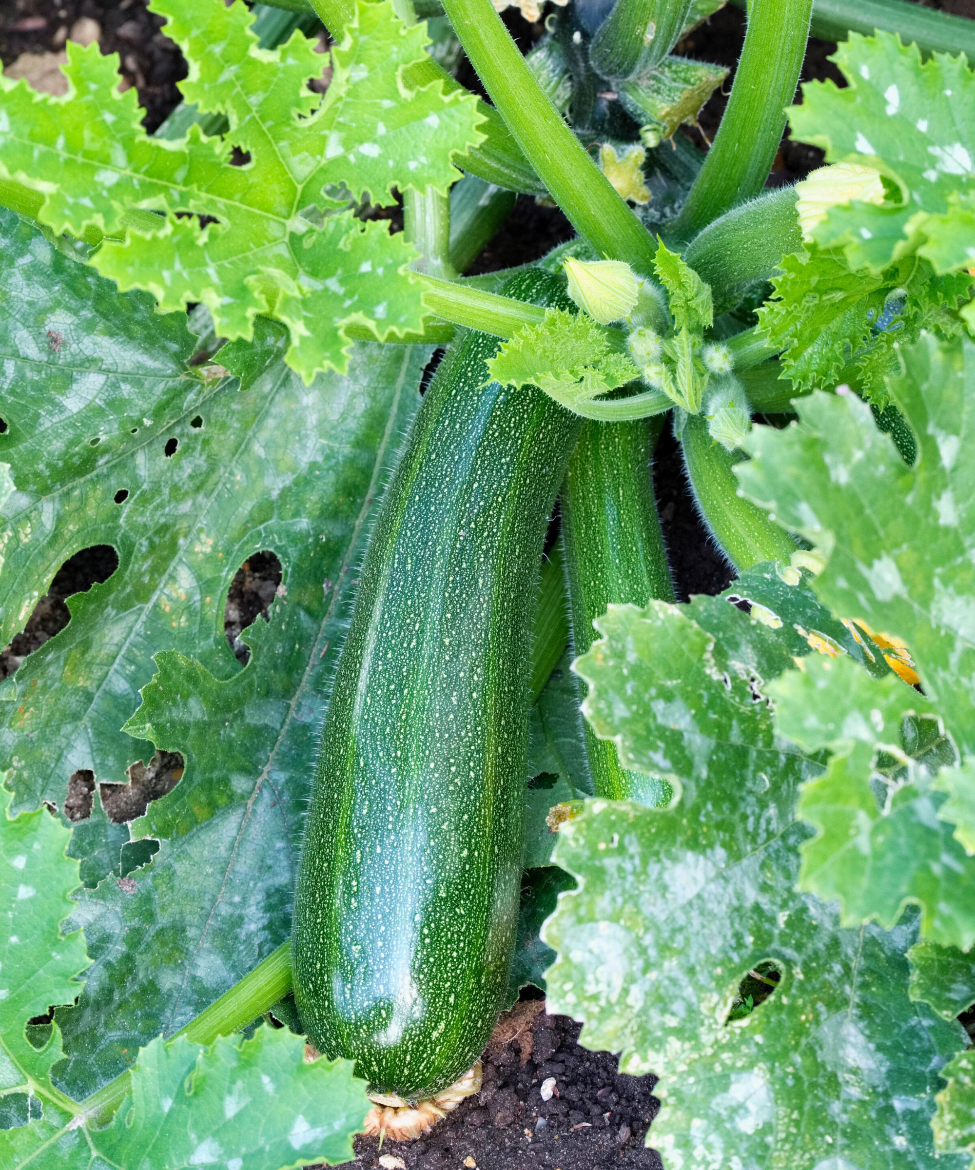 Why are my zucchini leaves turning white? 3 main causes | Homes & Gardens